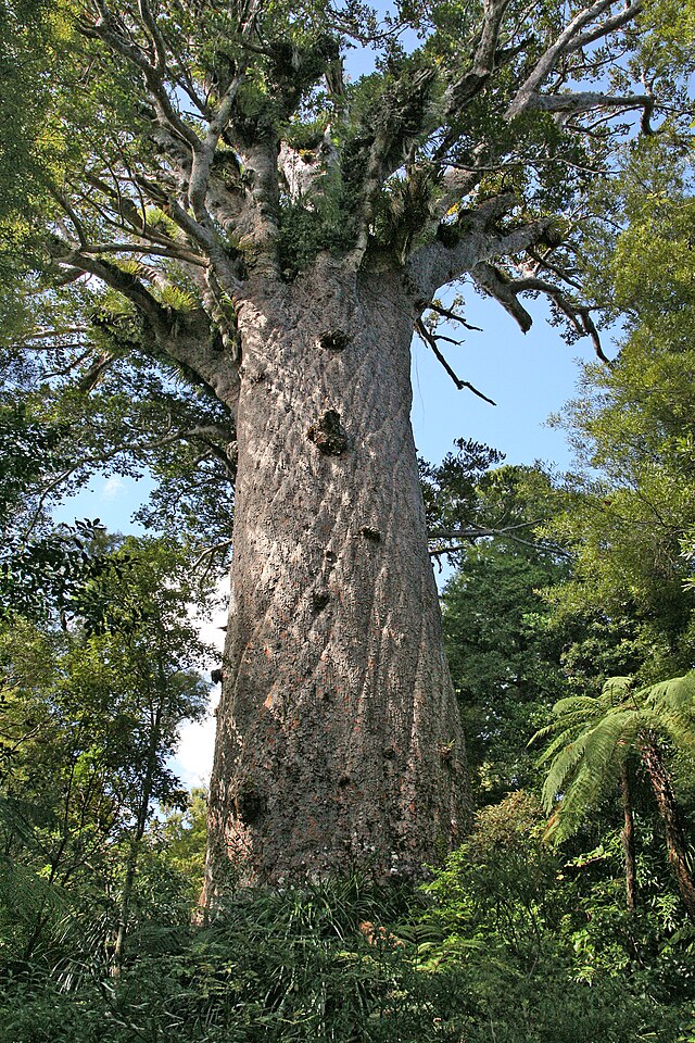 Kauri Tree