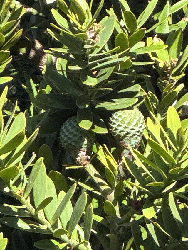 Cones in Kauri Tree