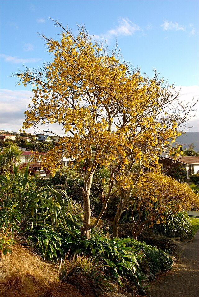 Kowhai Tree