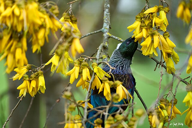 Tui in Kowhai Tree