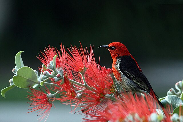 Bird in Pohutukawa Tree